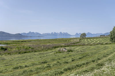 Scenic view of field against sky