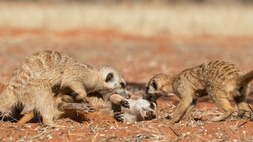 Meerkats playing on field 