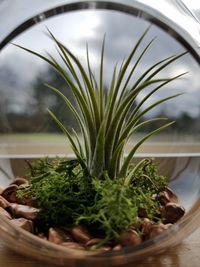 Close-up of potted plant