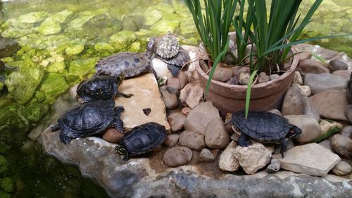 High angle view of shells on rock