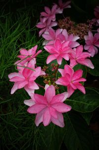 Close-up of pink flowering plants