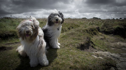 Frontal view of two polish lowland sheepdogs against grey sky