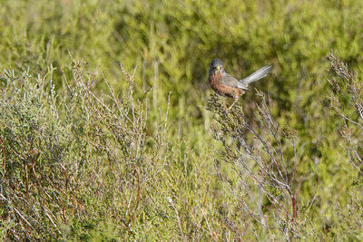 Bird perching on a field