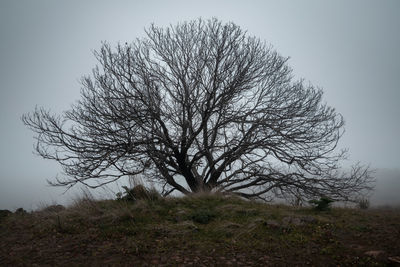 Bare tree on field against clear sky