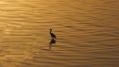 High angle view of duck swimming in lake