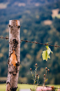 Close-up of barbed wire on wooden post