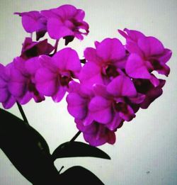 Close-up of pink flowers