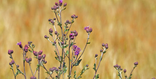 Close-up of purple flowering plant