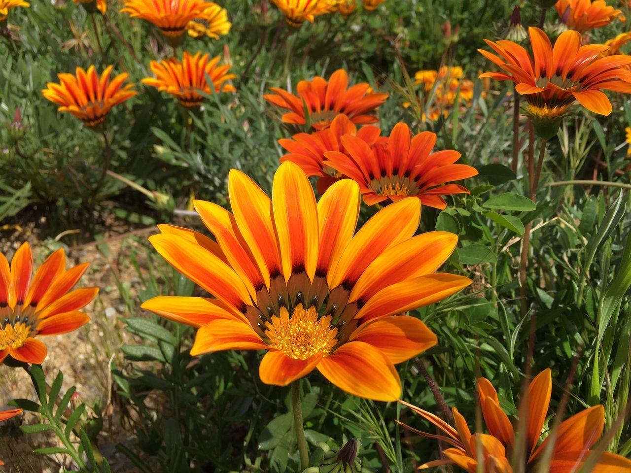 flower, fragility, beauty in nature, growth, nature, plant, freshness, petal, orange color, blooming, flower head, pollen, outdoors, close-up, day, no people