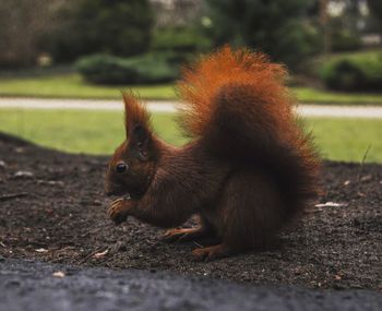 Squirrel on ground