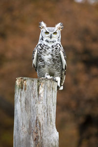 Close-up of owl perching on wooden post