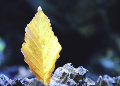 Close-up of yellow leaf against blurred background