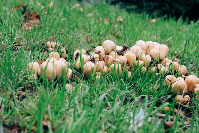 Close-up of mushrooms growing on field