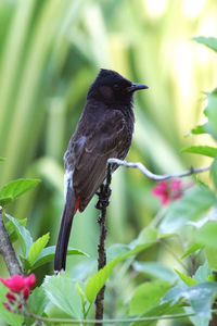 Close-up of bird perching on plant