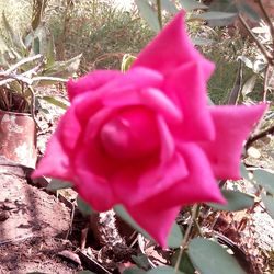 Close-up of pink flower