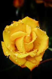 Close-up of wet rose