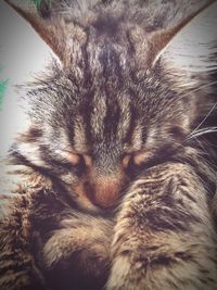 Close-up of cat sleeping