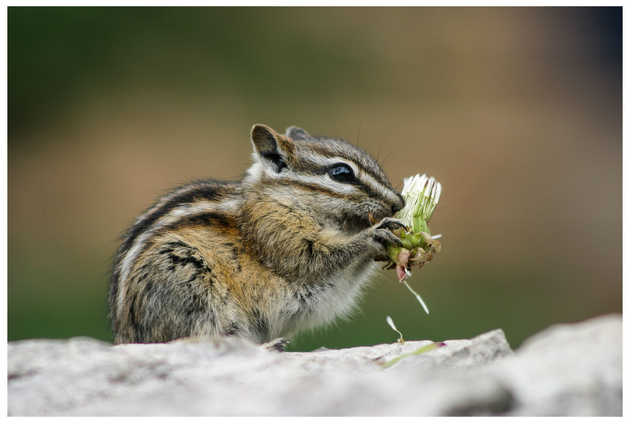 animal themes, one animal, animals in the wild, wildlife, transfer print, focus on foreground, auto post production filter, close-up, squirrel, selective focus, animal head, nature, mammal, rodent, outdoors, day, zoology, no people, looking away, side view