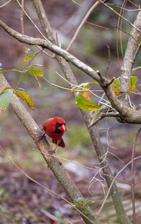 Close-up of bird perching on branch