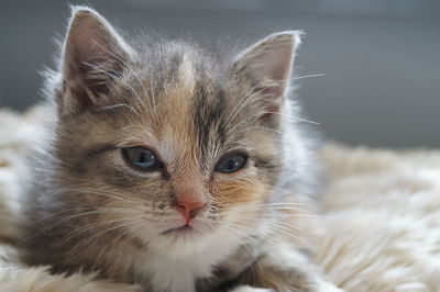 Close-up portrait of cat