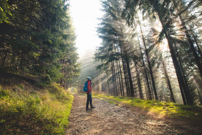 Hiker with a blue backpack walks in a forest environment. beskydy mountains, czech republic
