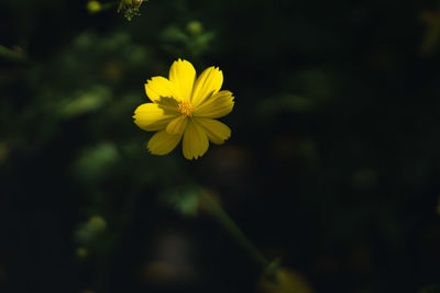 Close-up of yellow flowering plant
