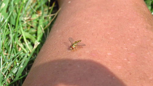 Close-up of insect on finger