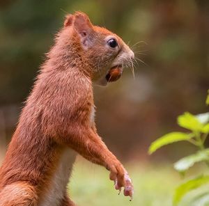 Close-up of squirrel