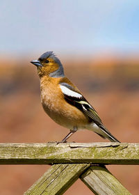 Close-up of bird perching on wooden railing