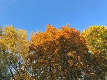 Low angle view of trees against blue sky