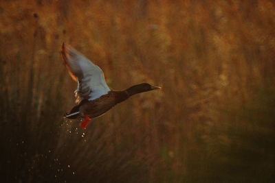 View of a bird flying