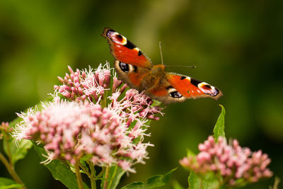 Close-up of butterfly perching on pink flower