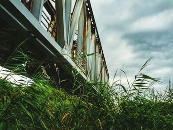 Low angle view of plants against cloudy sky