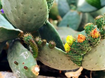 Close-up of prickly pear cactus