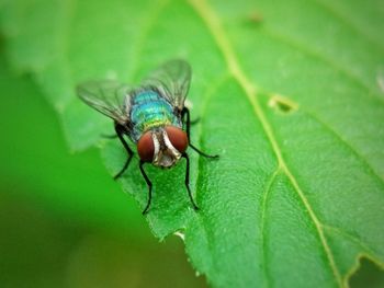 Close-up of housefly on leaf