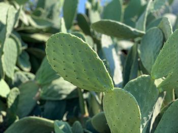 Close-up of prickly pear cactus