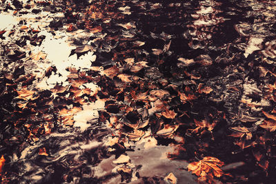 High angle view of maple leaves on tree