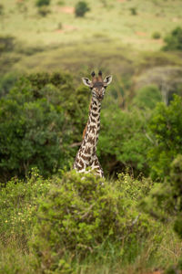 Masai giraffe calf stands looking over bush