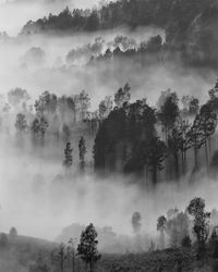 Trees in forest against sky