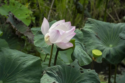 Close-up of lotus water lily