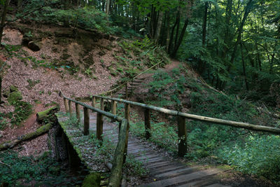 Footbridge amidst trees in forest