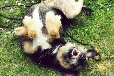 Dog resting on grassy field