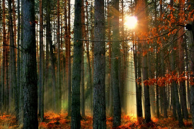 Trees in forest