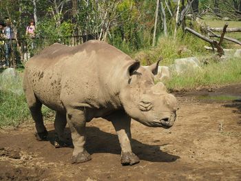 High angle view of animals on field
