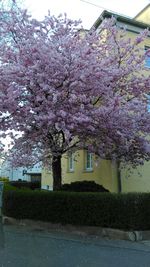 Pink flowers blooming in park