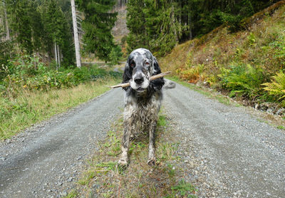 Portrait of dog in forest