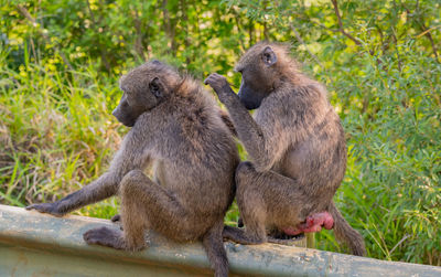 Baboon in the nature reserve hluhluwe national park south africa