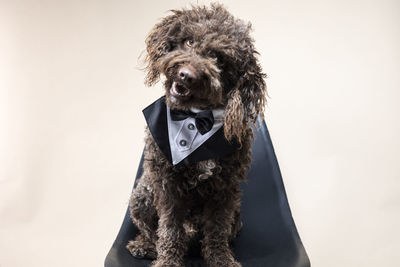 Portrait of dog against white background