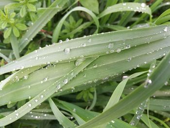 Close-up of wet plant