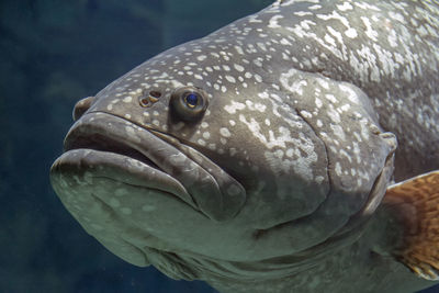 Close-up of fish in sea